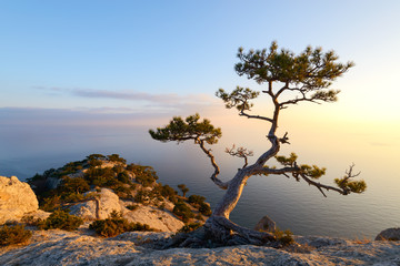 Alone tree on the edge of the cliff