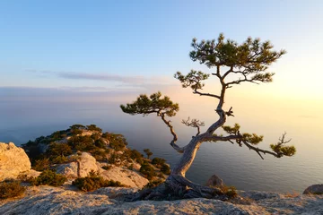 Fotobehang Bomen Alone tree on the edge of the cliff