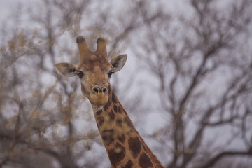 Giraffe