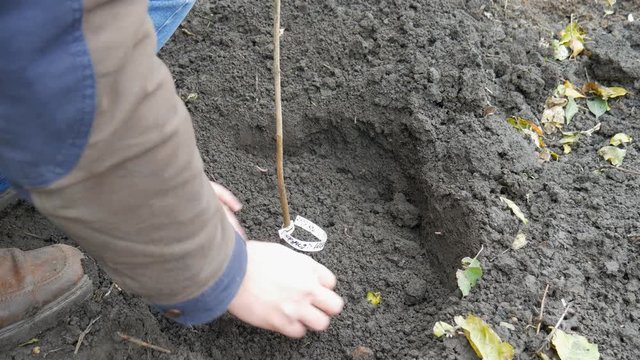 A man planting a hazelnut tree
