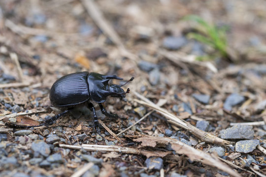 Earth-boring dung beetles, Typhaeus typhoeus