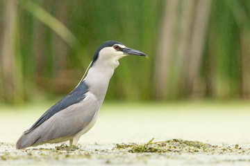 Black-crowned Night Heron