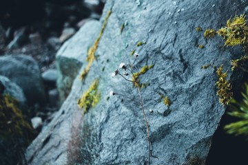 Stem of a dry plant against the background of a wet and large gray stone. In the autumn forest is very beautiful. The contrast of colors and variety of dry and green plants, a variety of cold shades w