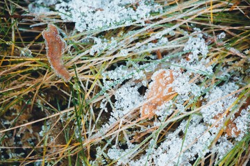 Dry leaves that fell from the tree to the grass, which began to turn yellow. All this is covered with hoar frost from a sharp cooling in late autumn. The hoar frost turned into a very beautiful form o