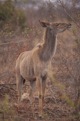 Kudu