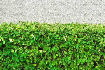 The walls are adorned with trees and leaves