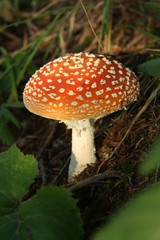 Beautiful toadstool in the evening light