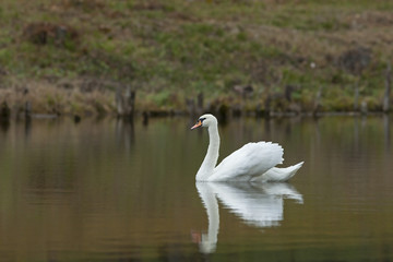 Obraz premium graceful white Swan swimming in the lake