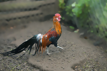 rooster with colorful plumage walking in the garden
