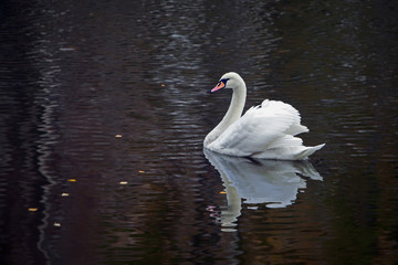 graceful white Swan swimming in the lake