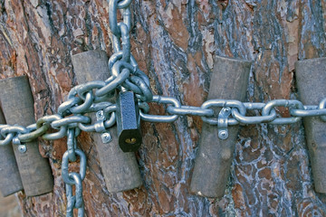 padlock with chain on a tree