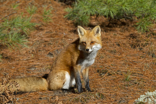 Red fox (Vulpes vulpes) standing in the pine needles in autumn in Algonquin Park, Canada