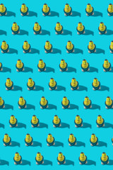 Toco Toucan brazilian bird