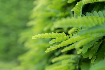 green garden, little leave