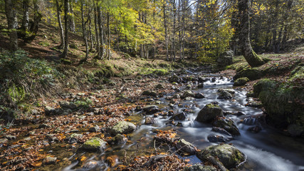forest in autumn in the Pyrenees.
