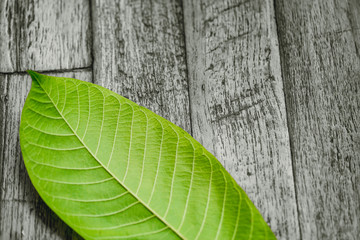 nature background. green leaf on wood table nature background.
