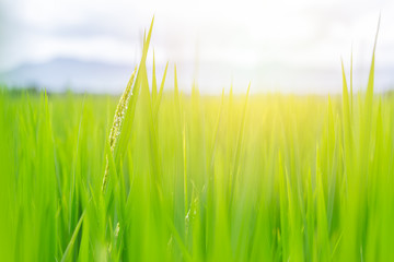 green field with sun light beautiful of rice leaf for nature background