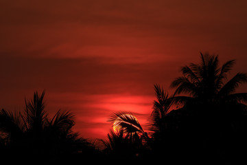 silhouette of coconuts palm tree in sunset. Concept for summer season