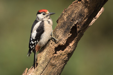 Great Spotted Woodpecker 