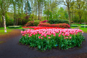 Fresh blooming tulips in spring floral flower garden Keukenhof, Netherlands