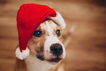 dog in santa hat. merry christmas and happy new year concept. space for text. cute brown dog in red hat sitting in stylish room with adorable look. happy holidays