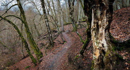A forest path running between trees covered with moss, in an old autumn forest. selective focus