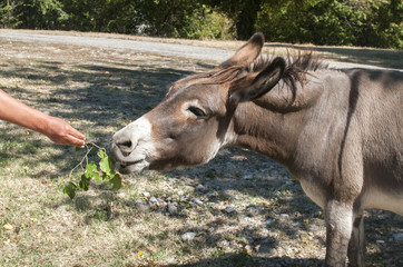 Human hand feeding donkey with twig of green fresh leaves