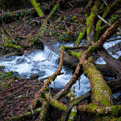 Naklejka na ściany i meble a mountain river flows between fallen trees in an old autumn forest