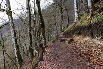 Hiking trail among moss covered trees in the autumn mountain forest. Resort Rosa Khutor, Sochi, Russia.