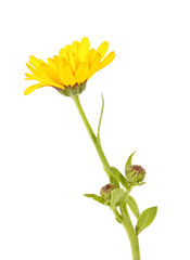 Single beautiful yellow calendula flower isolated on white background