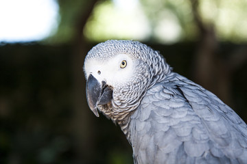 gray parrot close-up in the wild