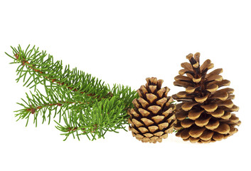 Fototapeta na wymiar Branch of Christmas tree with cones isolated on white background