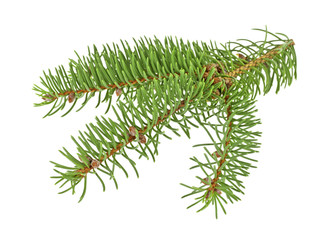 Branch of Christmas tree on white background