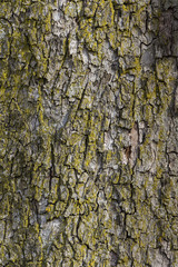 bark on a tree