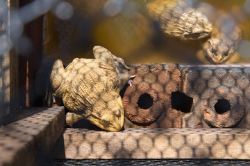 Bull Frog farm for food in Thailand