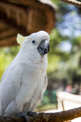cockatoo at the zoo