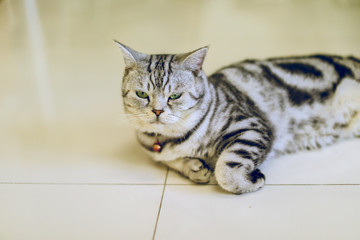 Fototapeta premium portrait of a cat on floor