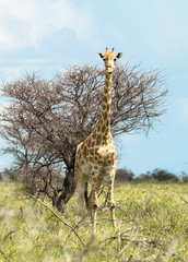 Giraffe in Namibia Etosha Nationalpark