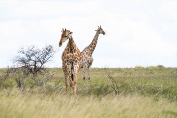Giraffen in Namibia Etosha Nationalpark