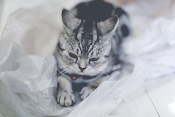 A cat plays hide and seek in a plastic bag