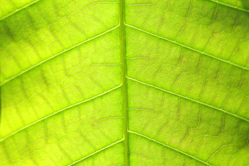 Fototapeta na wymiar close up vein of fresh leaf background.