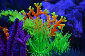 Underwater world. Underwater life. Underwater inhabitants.