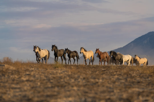 Herd of Wild Horses int he Utah Desert