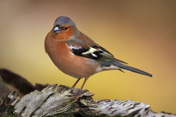 Close-up of a male Common Chaffinch (Fringilla coelebs) perching on a tree trunk/branch, Scotland, UK