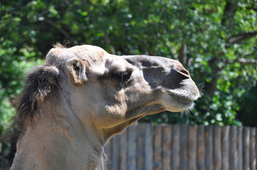 The detail of old camel head in the zoo garden