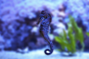 The gorgeous Seahorse floating through a clear lucid sea © Mike Oaklet's Photo