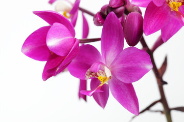 Naklejka na ściany i meble close up of ground orchid flower isolated on white background.