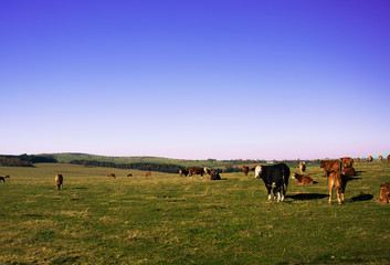 A herd of cows relaxing on the huge Ore Mountains meadow