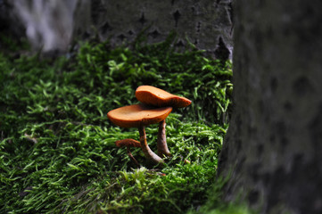 Fototapeta premium Two small orange mushrooms growing from mossy trunk