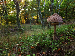 the colorful great Macrolepiota Procera in forest